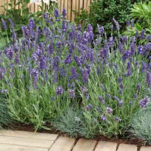 Ellagance Purple Lavender, Ellagance Purple English Lavender, lavandula angustifolia Ellagance Purple, Purple flowers, Drought tolerant flowers, Deer resistant plants, fragrant flowers