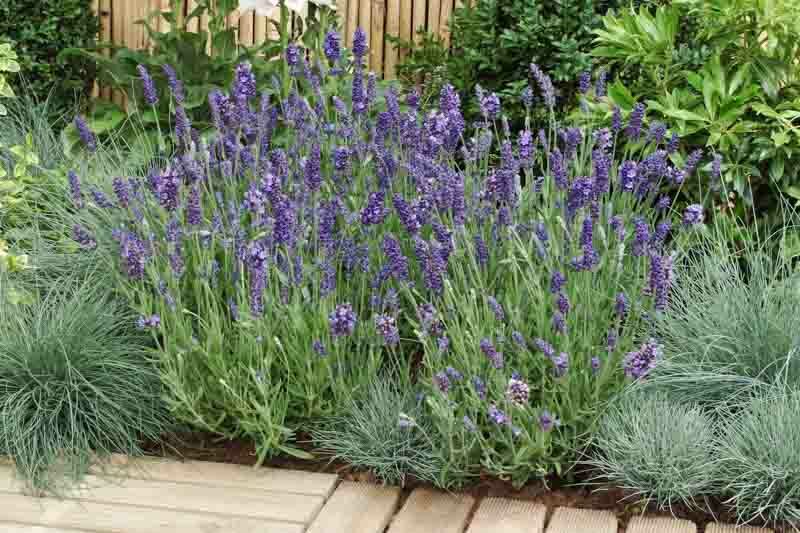 Ellagance Purple Lavender, Ellagance Purple English Lavender, lavandula angustifolia Ellagance Purple, Purple flowers, Drought tolerant flowers, Deer resistant plants, fragrant flowers