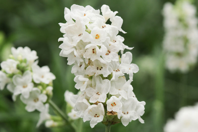 Ellagance Snow Lavender, Ellagance Snow English Lavender, lavandula angustifolia Ellagance Snow, White flowers, Drought tolerant flowers, Deer resistant plants, fragrant flowers