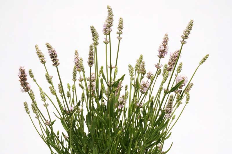 Ellagance Pink Lavender, Ellagance Pink English Lavender, lavandula angustifolia Ellagance Pink, Pink flowers, Drought tolerant flowers, Deer resistant plants, fragrant flowers