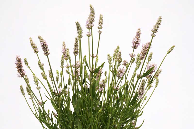 Ellagance Pink Lavender, Ellagance Pink English Lavender, lavandula angustifolia Ellagance Pink, Pink flowers, Drought tolerant flowers, Deer resistant plants, fragrant flowers