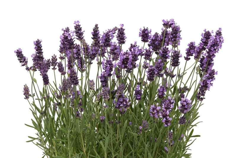 Ellagance Purple Lavender, Ellagance Purple English Lavender, lavandula angustifolia Ellagance Purple, Purple flowers, Drought tolerant flowers, Deer resistant plants, fragrant flowers