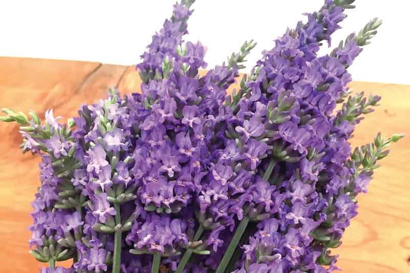 Sensational Lavandin, Lavandula x intermedia Sensational, Fragrant Flowers,