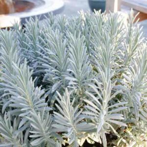 Sensational Lavender, Sensational Lavandin, Lavandula x intermedia Sensational, Fragrant Flowers,