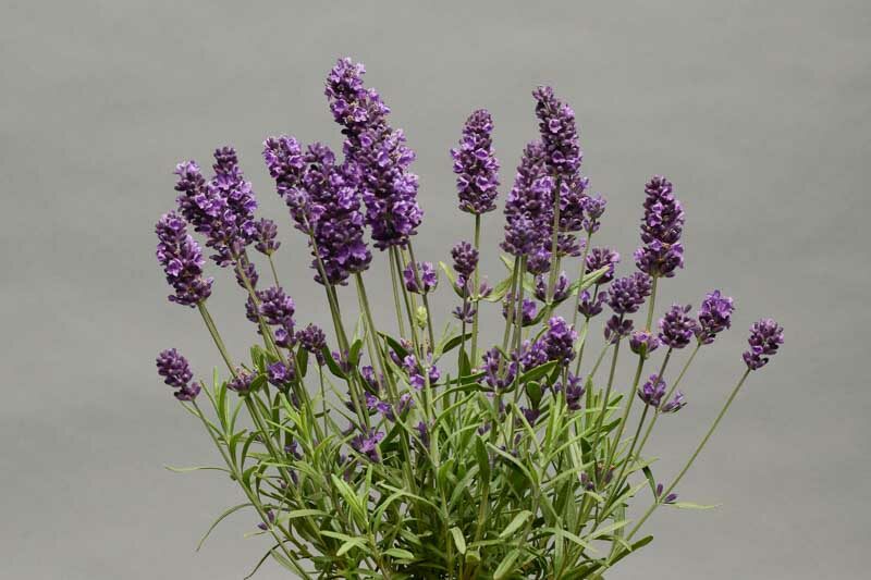 Lavance Deep Purple Lavender, Lavance Deep Purple English Lavender, lavandula angustifolia Lavance Deep Purple, Purple flowers, Drought tolerant flowers, Deer resistant plants, fragrant flowers