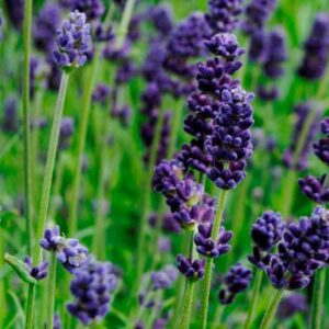 Lavance Deep Purple Lavender, Lavance Deep Purple English Lavender, lavandula angustifolia Lavance Deep Purple, Purple flowers, Drought tolerant flowers, Deer resistant plants, fragrant flowers