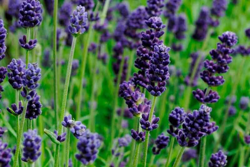 Lavance Deep Purple Lavender, Lavance Deep Purple English Lavender, lavandula angustifolia Lavance Deep Purple, Purple flowers, Drought tolerant flowers, Deer resistant plants, fragrant flowers