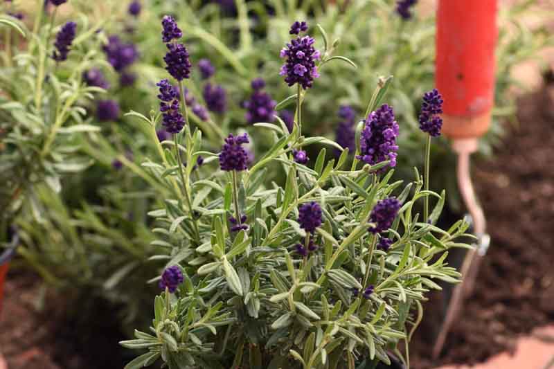 Lavance Deep Purple Lavender, Lavance Deep Purple English Lavender, lavandula angustifolia Lavance Deep Purple, Purple flowers, Drought tolerant flowers, Deer resistant plants, fragrant flowers