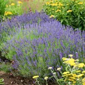 Hidcote Superior Lavender, Hidcote Superior English Lavender, lavandula angustifolia Hidcote Superior, Purple flowers, Drought tolerant flowers, Deer resistant plants, fragrant flowers