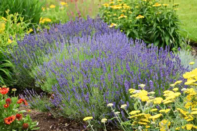 Hidcote Superior Lavender, Hidcote Superior English Lavender, lavandula angustifolia Hidcote Superior, Purple flowers, Drought tolerant flowers, Deer resistant plants, fragrant flowers