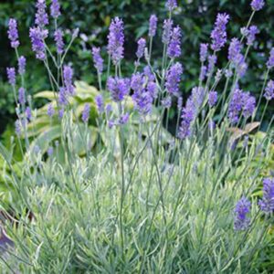 Platinum Blonde Lavender, Variegated Lavender, lavandula angustifolia Platinum Blonde Lavender, Purple flowers, Drought tolerant flowers, Deer resistant plants, fragrant flowers