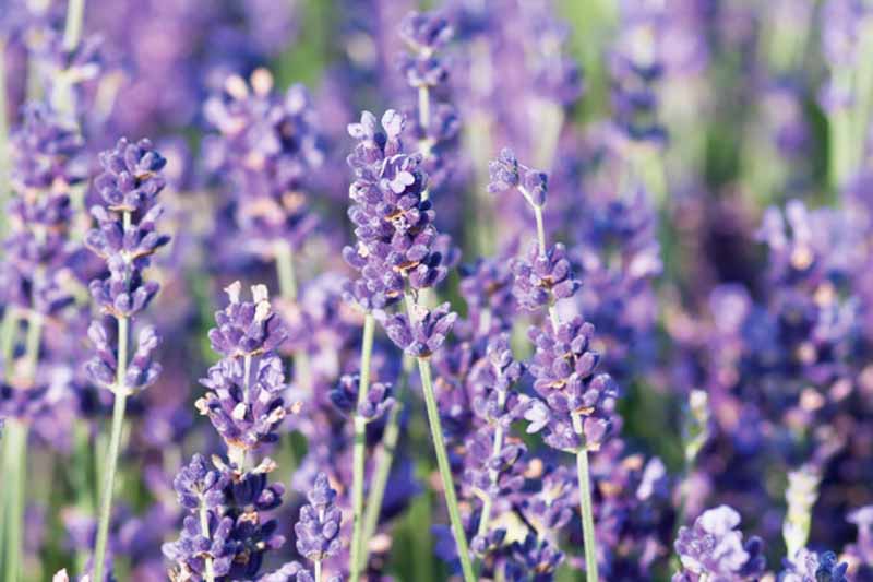 Imperial Gem Lavender, Imperial Gem English Lavender, lavandula angustifolia Imperial Gem, Purple flowers, Drought tolerant flowers, Deer resistant plants, fragrant flowers