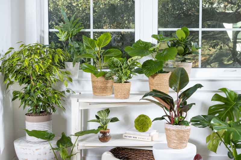 ficus anastasia, ficus umbellata, Monstera deliciosa Thai Constellation, philodendron birkin, philodendron rojo congo