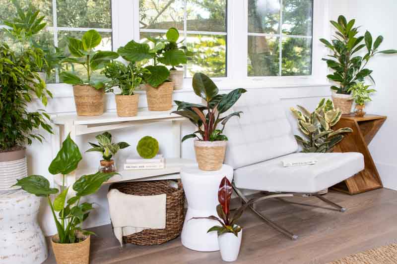 ficus anastasia, Ficus cyathistipula, Ficus tineke, ficus umbellata, philodendron birkin, philodendron rojo congo, philodendron sun red