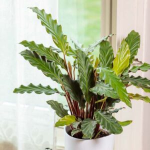 Calathea rufibarba Lancelot, velvet calathea Lancelot, furry feather calathea Lancelot, house plant, goeppertia rubifida Lancelot