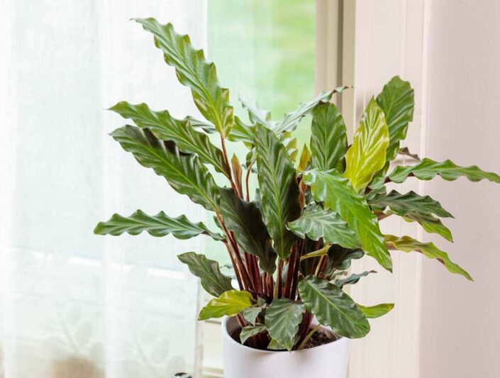 Calathea rufibarba Lancelot, velvet calathea Lancelot, furry feather calathea Lancelot, house plant, goeppertia rubifida Lancelot