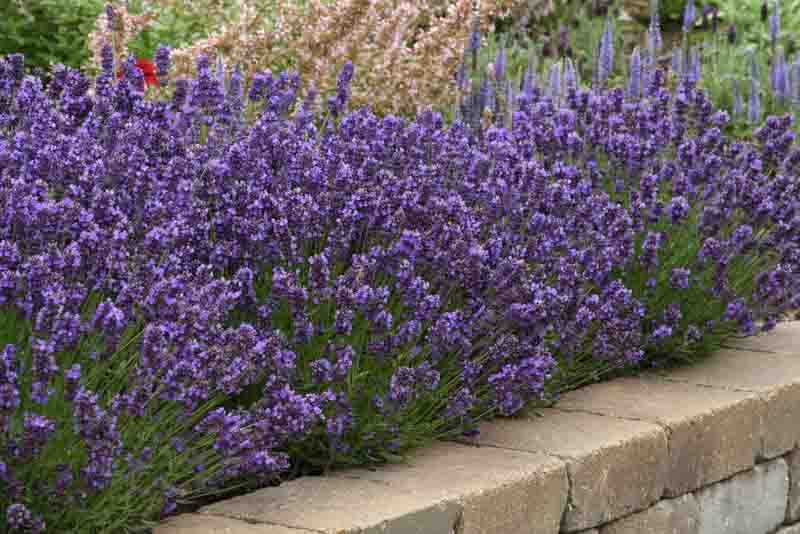 SuperBlue Lavender, SuperBlue English Lavender, lavandula angustifolia SuperBlue, Purple flowers, Drought tolerant flowers, Deer resistant plants, fragrant flowers
