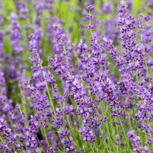 Imperial Gem Lavender, Imperial Gem English Lavender, lavandula angustifolia Imperial Gem, Purple flowers, Drought tolerant flowers, Deer resistant plants, fragrant flowers