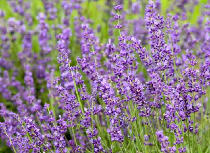 Imperial Gem Lavender, Imperial Gem English Lavender, lavandula angustifolia Imperial Gem, Purple flowers, Drought tolerant flowers, Deer resistant plants, fragrant flowers