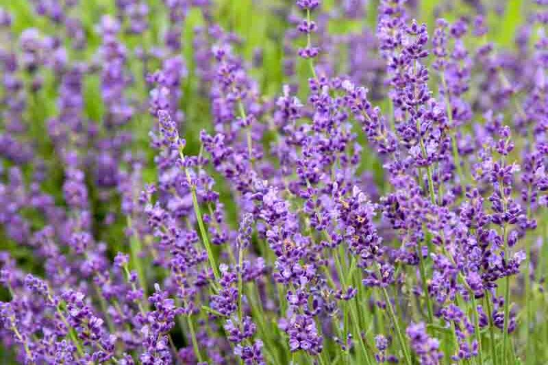 Imperial Gem Lavender, Imperial Gem English Lavender, lavandula angustifolia Imperial Gem, Purple flowers, Drought tolerant flowers, Deer resistant plants, fragrant flowers