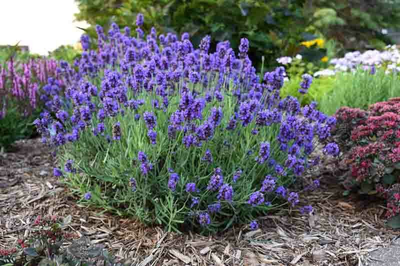 Sweet Romance Lavender, Sweet Romance English Lavender, lavandula angustifolia Sweet Romance, Purple flowers, Drought tolerant flowers, Deer resistant plants, fragrant flowers