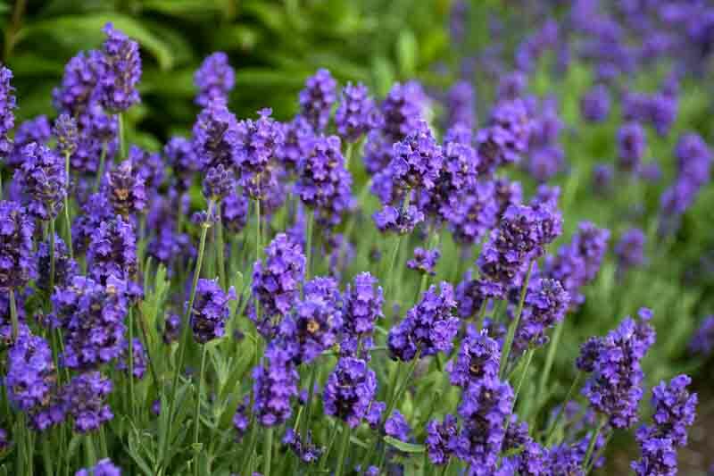 Sweet Romance Lavender, Sweet Romance English Lavender, lavandula angustifolia Sweet Romance, Purple flowers, Drought tolerant flowers, Deer resistant plants, fragrant flowers
