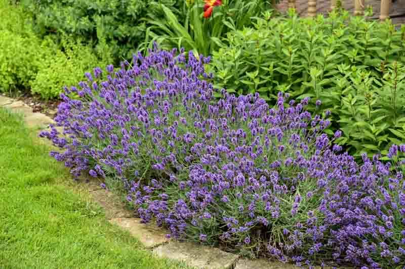 Sweet Romance Lavender, Sweet Romance English Lavender, lavandula angustifolia Sweet Romance, Purple flowers, Drought tolerant flowers, Deer resistant plants, fragrant flowers