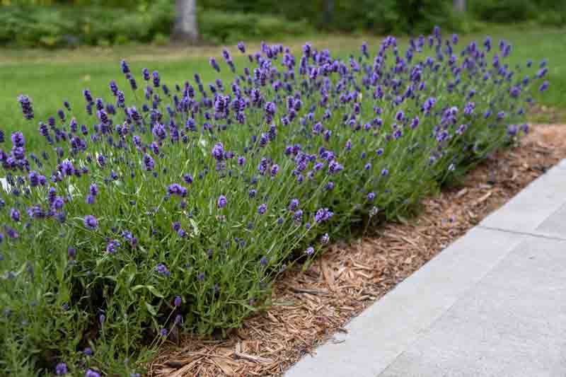 Sweet Romance Lavender, Sweet Romance English Lavender, lavandula angustifolia Sweet Romance, Purple flowers, Drought tolerant flowers, Deer resistant plants, fragrant flowers