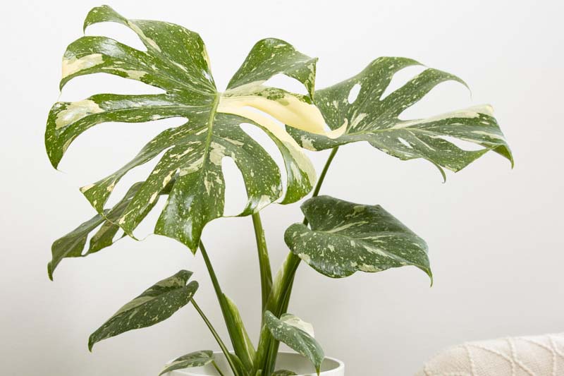 Monstera deliciosa Thai Constellation, Variegated Swiss Cheese Plant, Houseplant, Indoor Plant, Monstera Fruit, Monstera Leaf