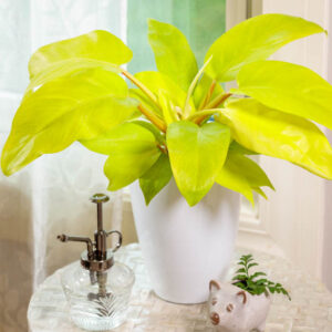 Philodendron Lemon Lime, Houseplant, Houseplants, Yellow Philodendron