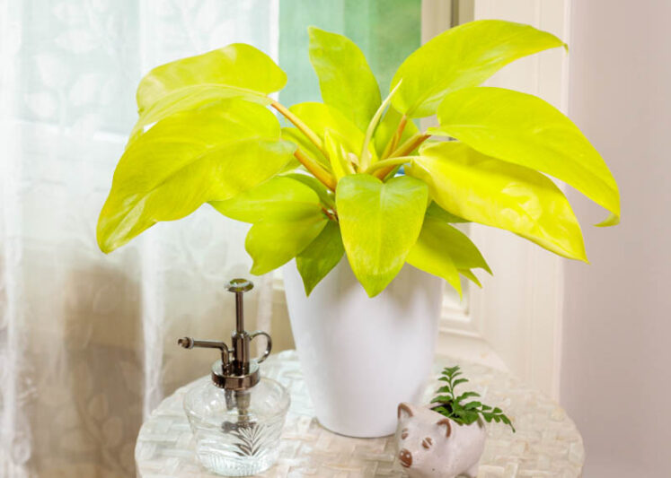 Philodendron Lemon Lime, Houseplant, Houseplants, Yellow Philodendron