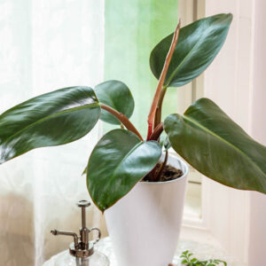 Philodendron Rojo Congo, Philodendron, Houseplant, Houseplants