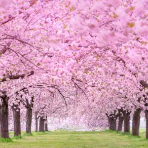 Cherry Blossom, Cherry Tree, Cherry Blossom Tree, Spring Flowers, Pink Flowers