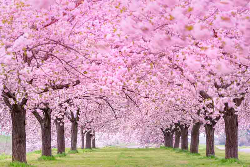 Cherry Blossom, Cherry Tree, Cherry Blossom Tree, Spring Flowers, Pink Flowers