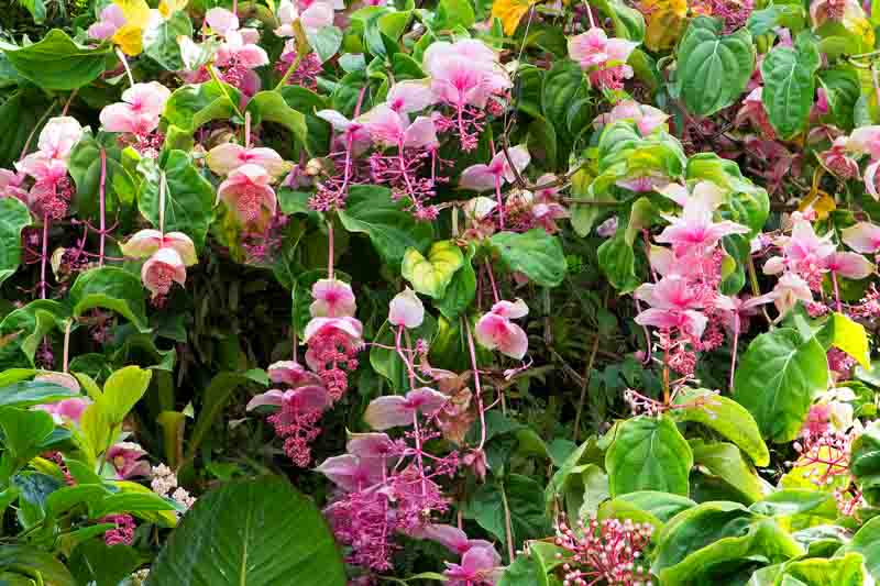 Tropical Flowers, Medinilla, Showy Medinilla, Rose Grape, Medinilla magnifica