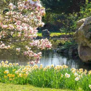 Magnolia tree, Magnolia, Daffodil, Daffodils, Spring Garden