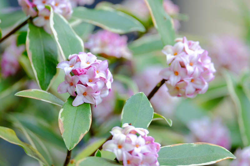 Winter Daphne, Japan daphne, Daphne odora, Winter flowers