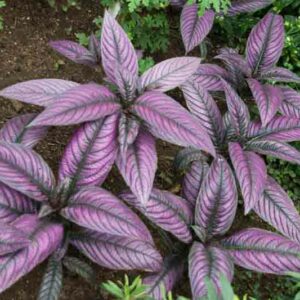 Persian Shield, Foliage Plant, Strobilanthes dyerianus, Tropical Plant, Purple Leaves