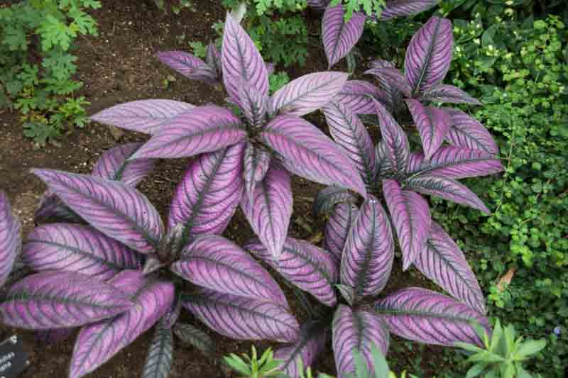 Persian Shield, Foliage Plant, Strobilanthes dyerianus, Tropical Plant, Purple Leaves