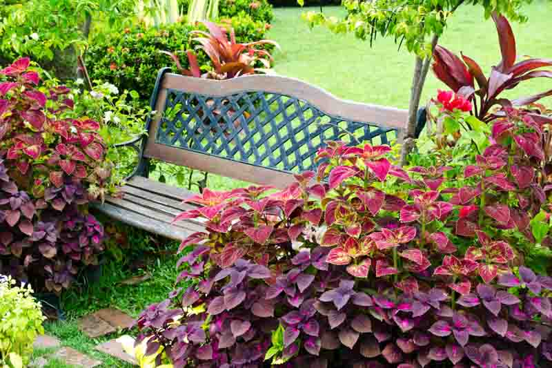 Foliage, Fall Foliage, Foliage Definition, Foliage Plants, Coleus, Heuchera, Coral Bells