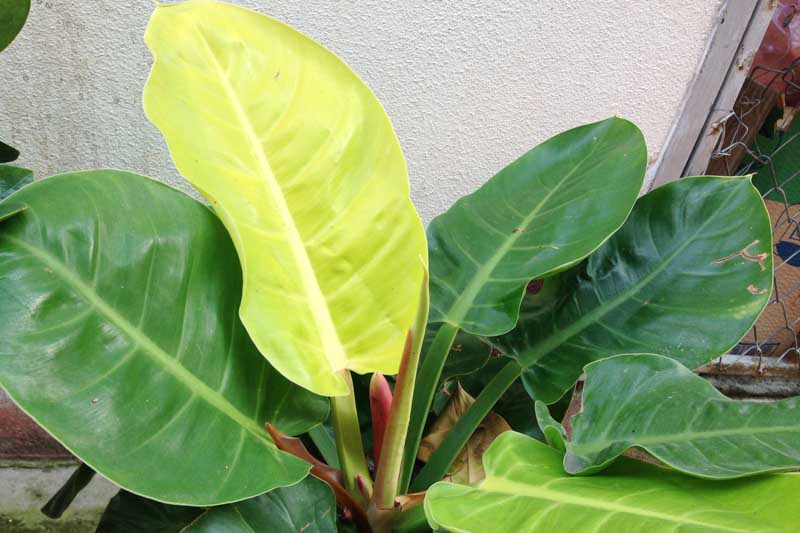 Philodendron Moonlight, Moonlight Philodendron, House Plant, Houseplant, Yellow Philodendron