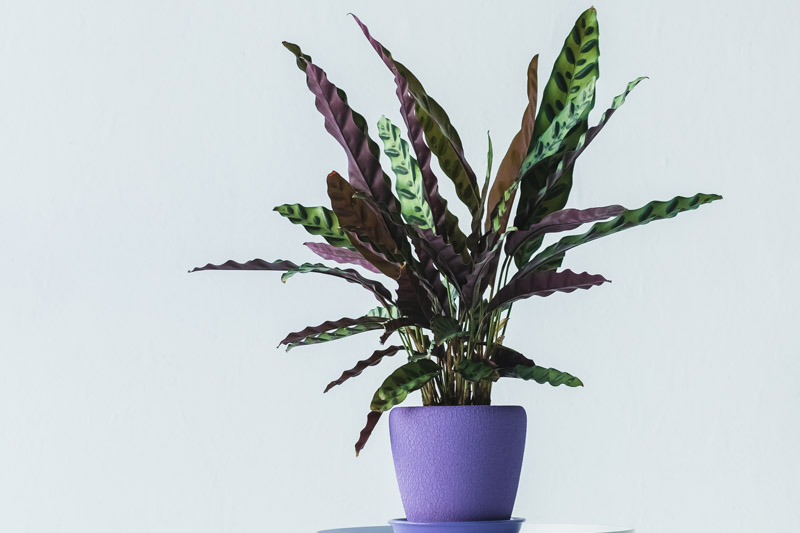 Calathea lancifolia, rattlesnake plant, Goeppertia lancifolia, Calathea insignis, Houseplant, House plant