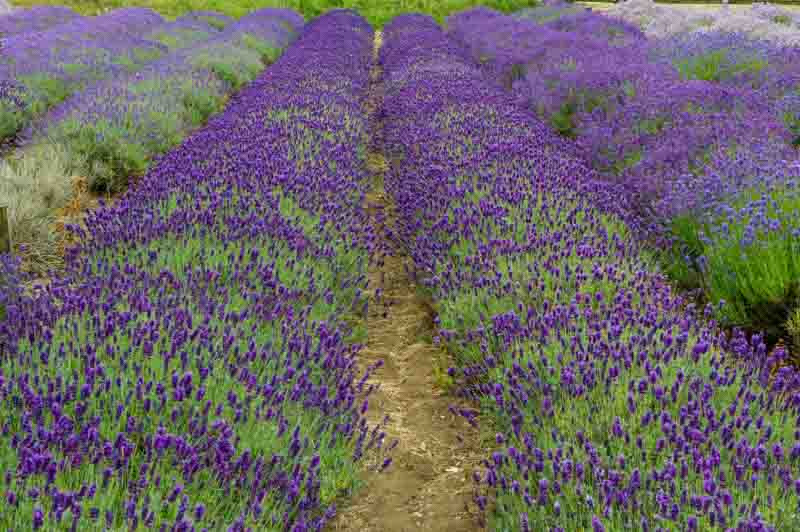 Imperial Gem Lavender, Imperial Gem English Lavender, lavandula angustifolia Imperial Gem, Purple flowers, Drought tolerant flowers, Deer resistant plants, fragrant flowers