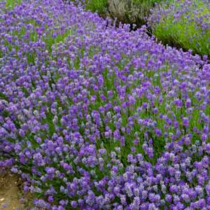 Little Lady Lavender, Little Lady English Lavender, lavandula angustifolia Little Lady, Purple flowers, Drought tolerant flowers, Deer resistant plants, fragrant flowers