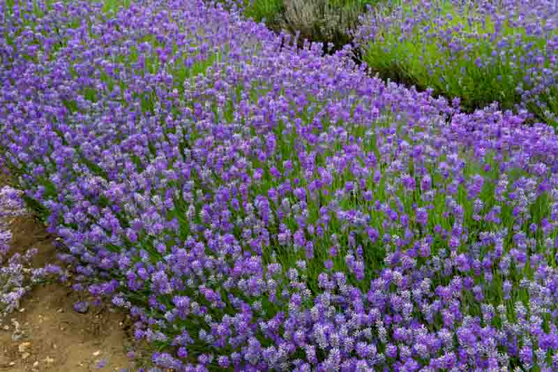 Little Lady Lavender, Little Lady English Lavender, lavandula angustifolia Little Lady, Purple flowers, Drought tolerant flowers, Deer resistant plants, fragrant flowers