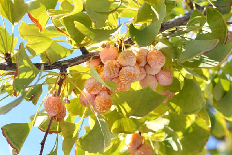 Ginkgo biloba, ginkgo tree, ginkgo biloba tree, fall color