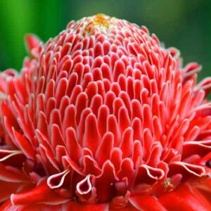 Tropical Flower, Torch Ginger, Ginger Flower, Red Ginger Lily, Torchflower, Torch Lily, Etlingera elatior