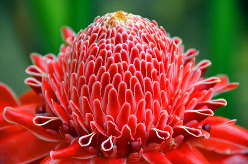 Tropical Flower, Torch Ginger, Ginger Flower, Red Ginger Lily, Torchflower, Torch Lily, Etlingera elatior