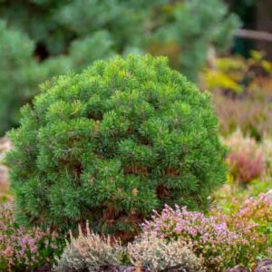 Small Pine, Pine tree, Pine shrub, Pinus mugo pumilio