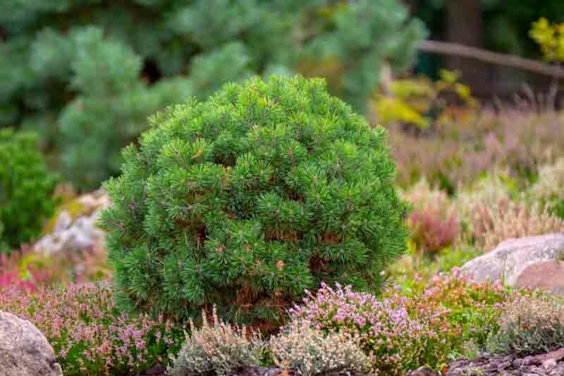 Small Pine, Pine tree, Pine shrub, Pinus mugo pumilio